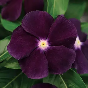 50 Pcs BlackBerry Periwinkle Seeds for Planting – Annual, Fast-Blooming, Heat & Drought Tolerant Vinca Flower Seeds with Vibrant Colors Ideal for Gardens, Beds, Borders & Containers