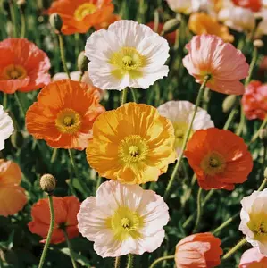 800PCS Wildflower Poppy Seeds – Delicate Blooms Ideal for Soft Garden Designs