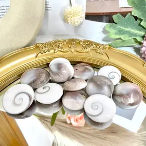 Sun Shell Healing Stone Home Decoration About 20PCS From IG Crystal