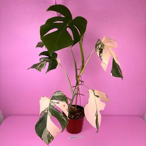 Monstera Borsigiana Albo 6” | Variegated Monstera | Rare Plant