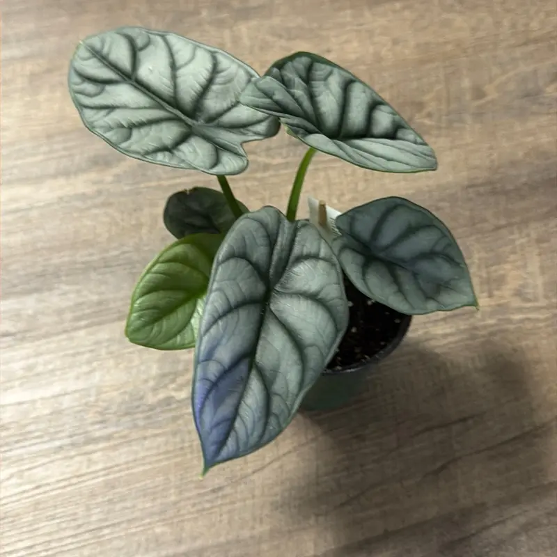 Alocasia 'Silver Dragon'