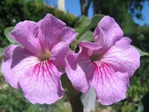 Uncarina stellulifera Bonsai Flower Caudex Rare Succulents Cactus Seed - 10 Seeds Ready to Plant with Amazing Flower Color Easy to Grow