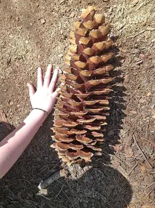 10 Giant Sugar Pine Tree Seeds for Planting - Produces The Largest Pine Cones on The Planet