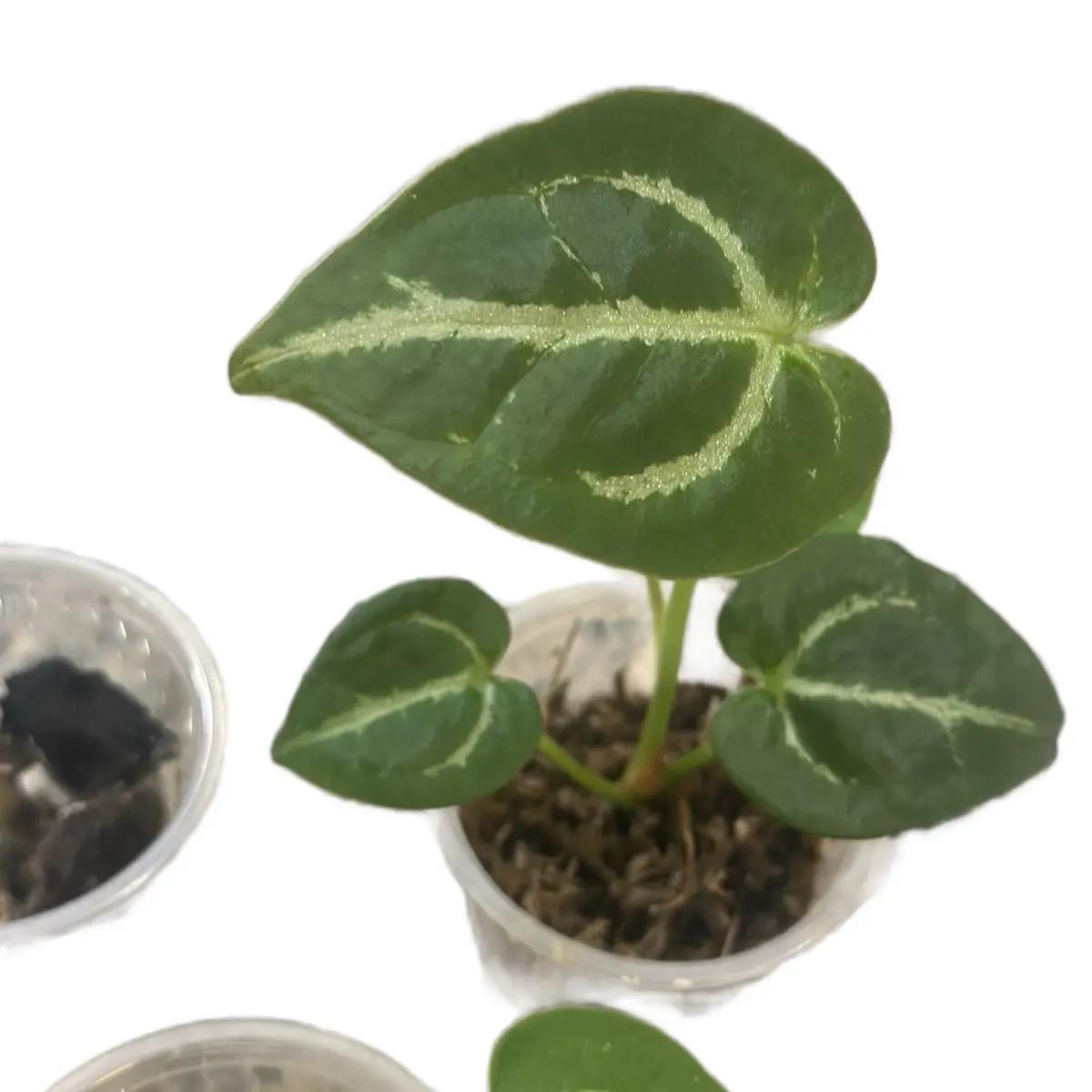 Anthurium 'Storm' Ace of Spades x Black Crystal Hybrid - Rare Collectible Plant