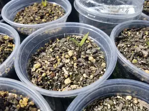 Chili Pepper Variety Pack of 4 Seedlings in 2 inch pot - Choose your Variety Live Plant Vegetable Hot Spicy and Sweet