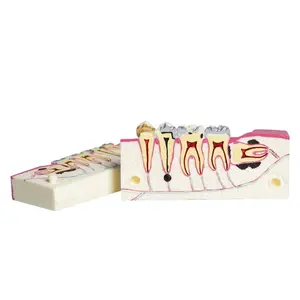 Dental Anatomy Analysis Model