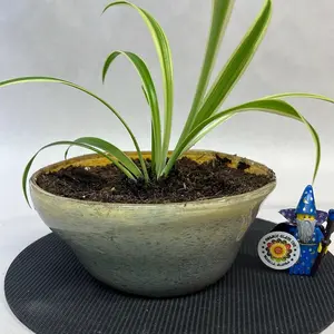 Artistic Bowl