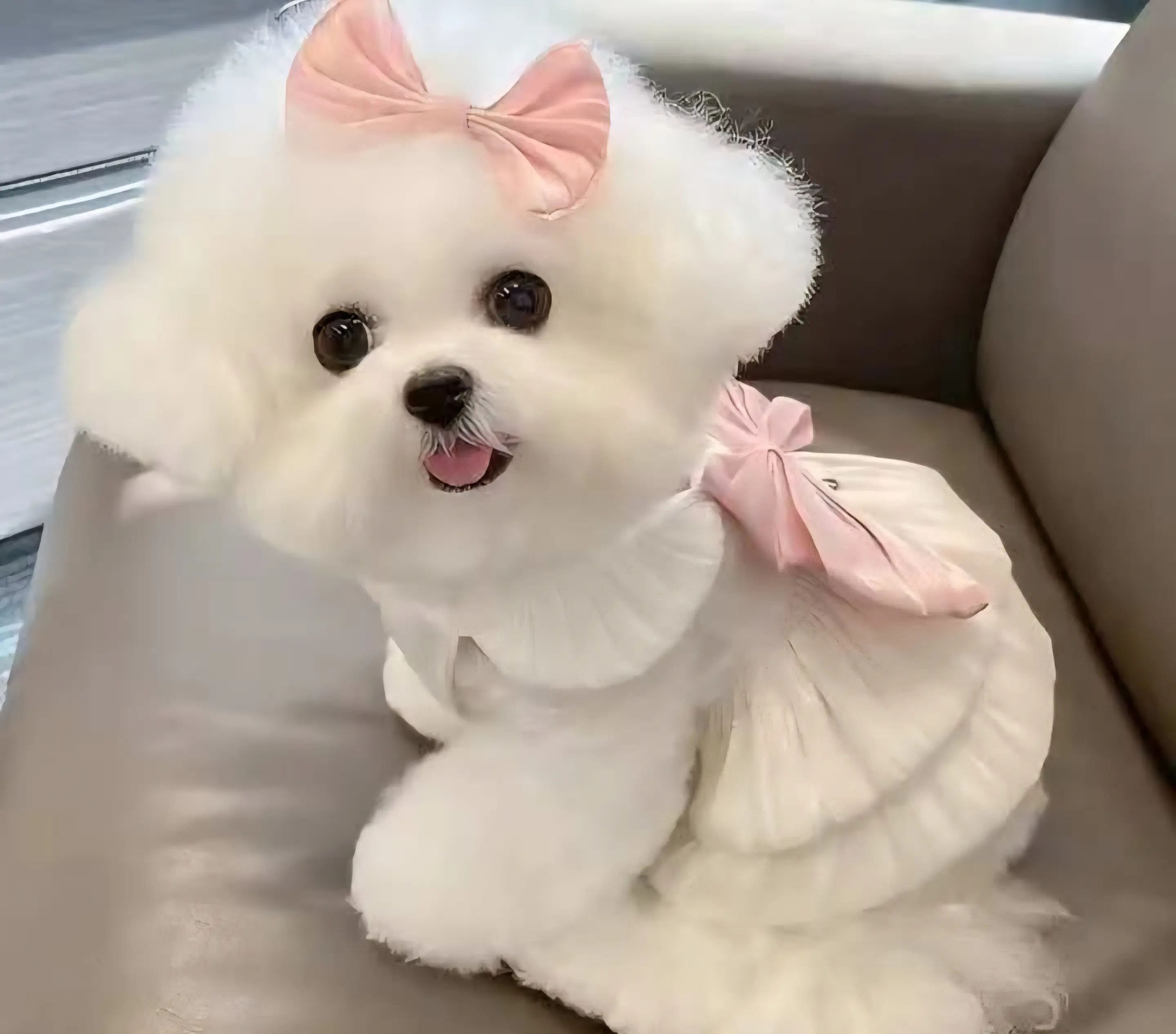 Pink and White Ruffle Dress for Pets (Bow not included)