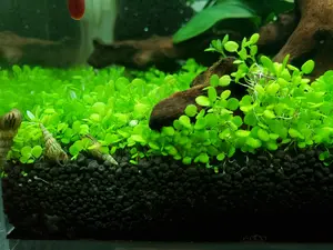 Water Dancer 5000 Seeds Mini Aquarium Grass Plant Seeds Water Grasses Random Aquatic Plant Grass Seeds Indoor Beautifying Plant Seeds Oxygenating Weed Live Pond Plant Seeds,Fish Aquatic Water Grass Decor-Big Leaf