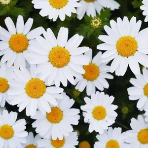 Mixed Gerbera Daisy Easy-to-Grow Flower Seeds for Planting, Colorful Aquatic Garden Blooms for Borders, Landscapes, Containers and Backyard Displays