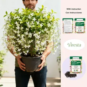 100 Climbing Jasmine Flower Seeds Fragrant Plant for Planting Garden Home Four Seasons Evergreen Silver Jasmine Garden Balcony Climbing Flower Non-GMO All Seasons Fragrant Flower Seeds