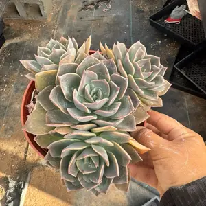 Echeveria blue prince 6 inch pot plant succulent pet safe