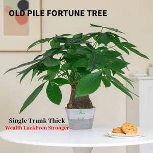 Prosperity Money Tree - Pest-Free Evergreen Plant with Undamaged Stems, High Plasticity Bonsai Suitable, Ideal Gift for Relatives & Beginners (Indoor/Office Use)