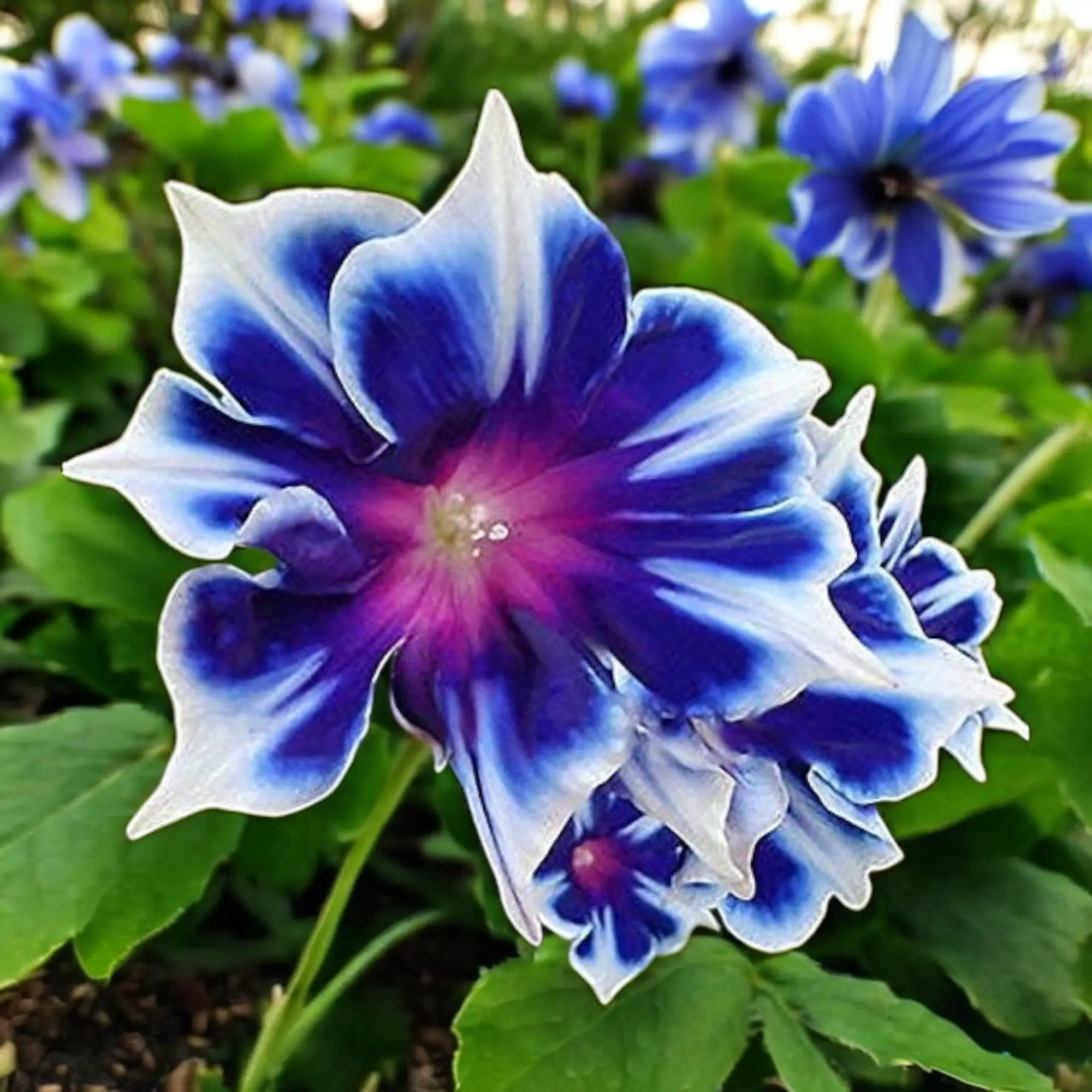 100pcs Morning Glory Seeds - Beautiful Perennial Climbing Flowers for Your Garde