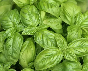 200+ Sweet Basil Seeds Sweet Italian Basil Tukmaria Tulsi (Ocimum basilicum) USA