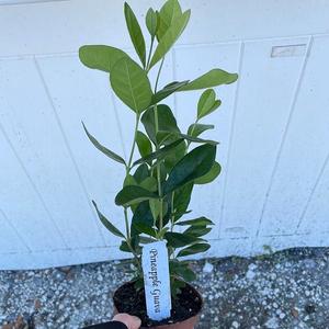 Compact & Elegant Patio Fruit Pineapple Guava Dwarf Plant - Organic Tree for Zones 8-11 - Easy to Grow Container Garden - Thrives in Partial Sunlight