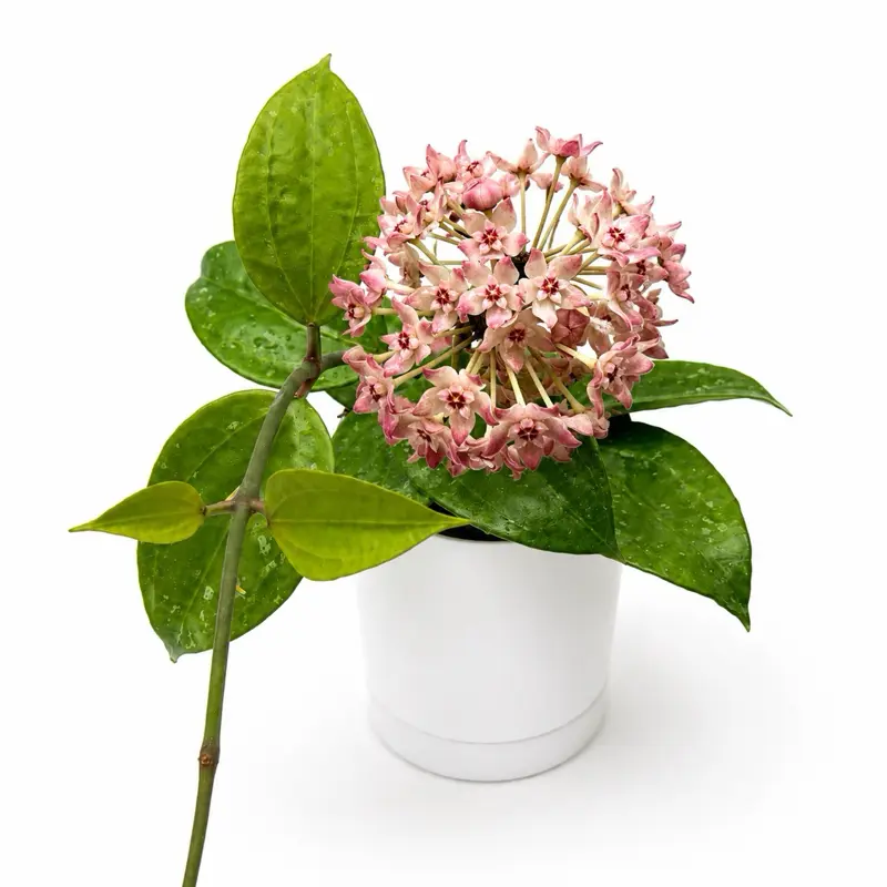 Hoya latifola Sp Rangsan 4" Pot, Live Indoor Vine Plant, Green Leafy, Air Purifying, Stress-Relieving, Easy-Care Low-Maintenance Houseplant for Home & Garden Use