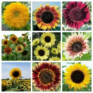50+ Premium Sunflower Seeds – Non-GMO Heirloom, Open-Pollinated, Perfect for Outdoor Planting & Stunning Home Gardens
