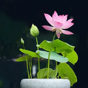 50 seeds of decorative lotus flowers, for home water garden landscaping - pink and red flowering water lilies, highly suitable for ponds, koi ponds, gardens and hotels - natural air and water purification aquatic plant seeds
