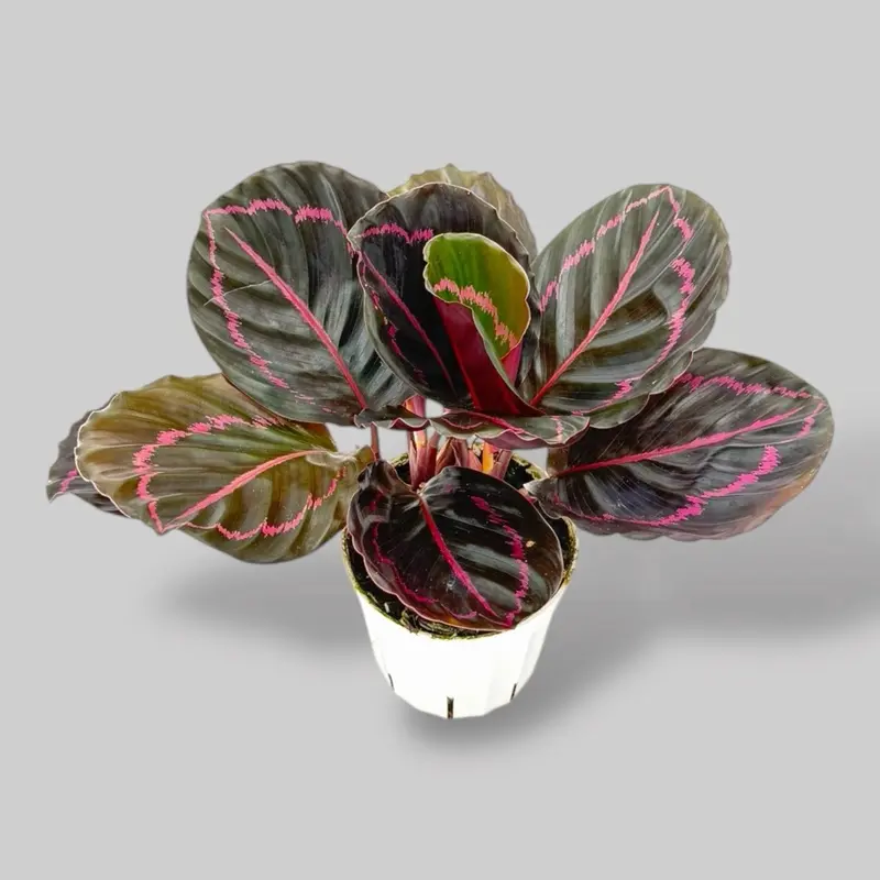 grow light for calathea - TikTok Shop