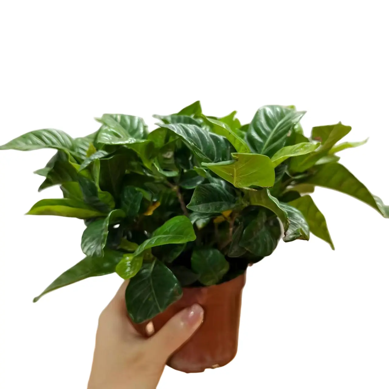 Fragrant Live Gardenia Jasminoides Potted Plant, Acid-Loving Evergreen Flower Shrub with Strong Scent for Windowsill Balcony Courtyard Home Decor