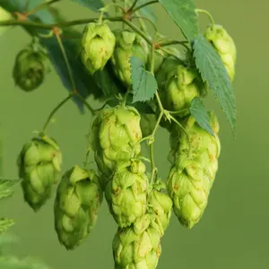 Organic Common Hops Seeds (Humulus lupulus) – 20+ Seeds for Herb Gardens, Brewing, and Trellis Gardens