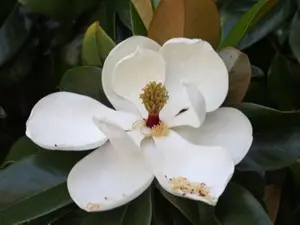 5 Magnolia grandiflora COLD HARDY FORM SOUTHERN MAGNOLIA Seeds!