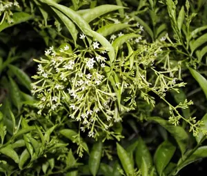 Live Night Blooming Jasmine Plant Cestrum Nocturnum Plant Fragrant Jessamine 5 to 7 Inch Tall