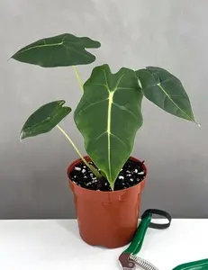 Alocasia Frydek