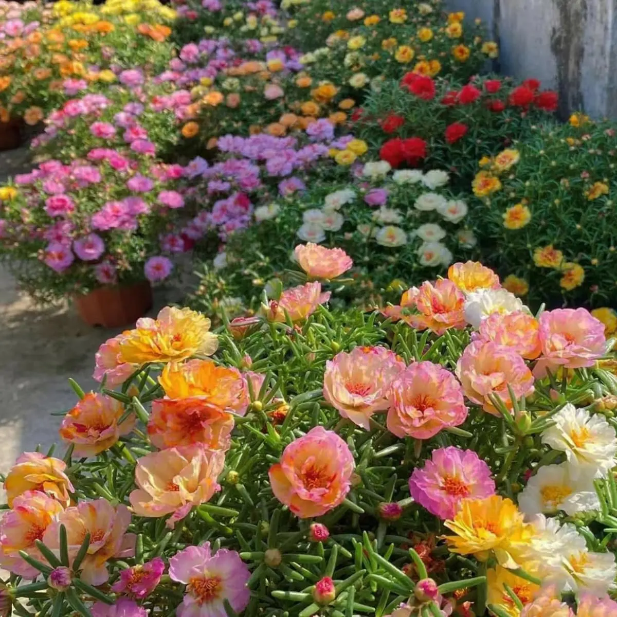 10000+ Portulaca Grandiflora Moss Rose Seeds Mixed Color Spreading for Planting Mexican Sun Rose Roc