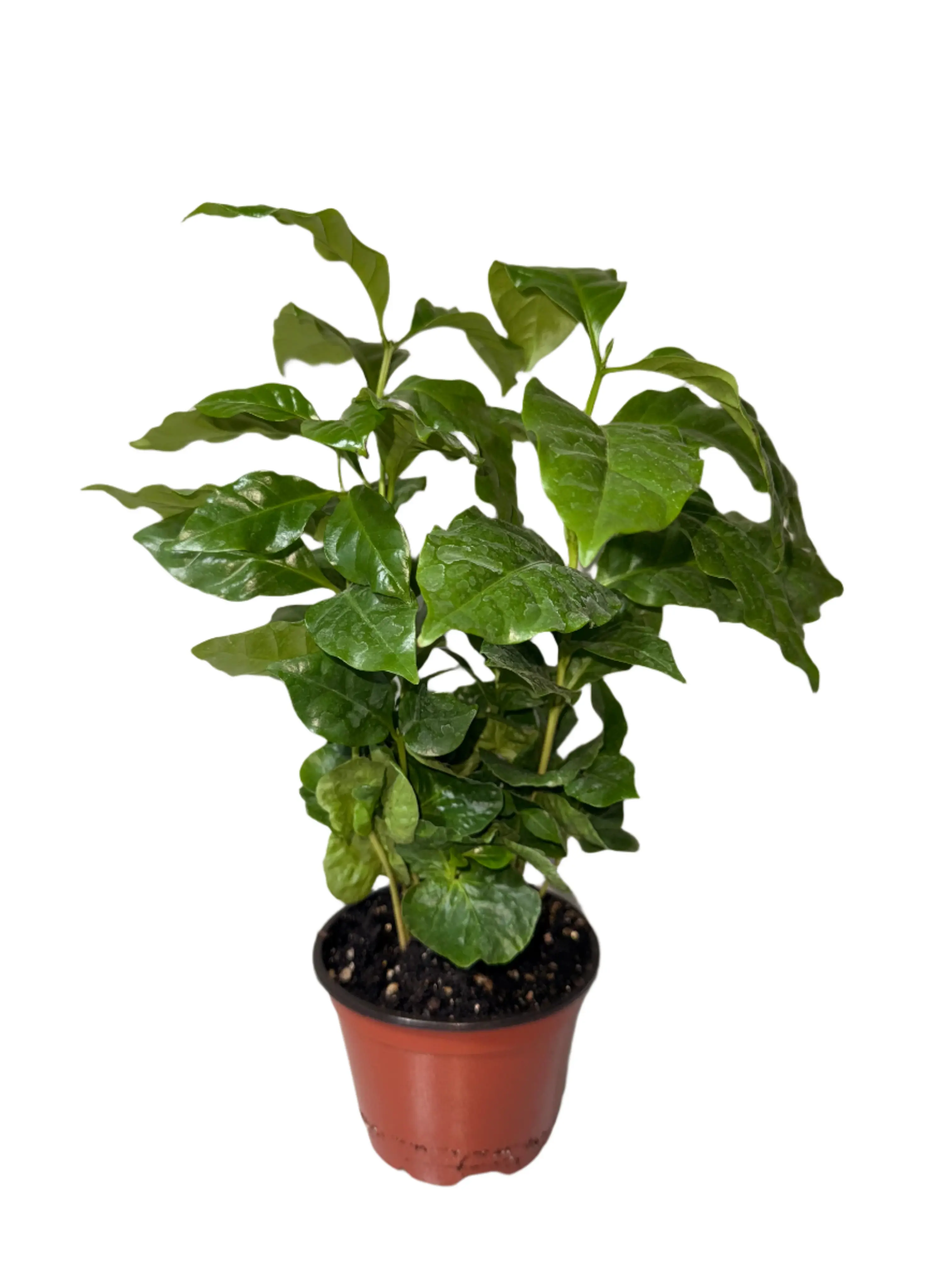 Arabica Coffee Live Fruiting Tropical Tree - Easy-Care Pot House Plant for Container & Organic Gardening - Indoor Trees for Live Plants Indoor Scenarios