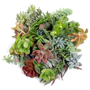 Assorted Succulent Cuttings Pack
