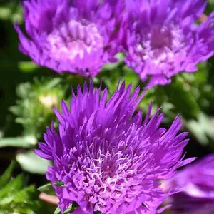 Honeysong Purple Stokes Aster