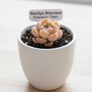 Live Echeveria 'Marilyn Monroe' Succulent Plant, Rare Rosette Form Evergreen Houseplant, Fully Rooted Potted Indoor/Outdoor Decorative Plant, Low-Maintenance Drought-Tolerant Succulent for Home, Garden & Balcony, Beginner Friendly Air-Purifying Plant