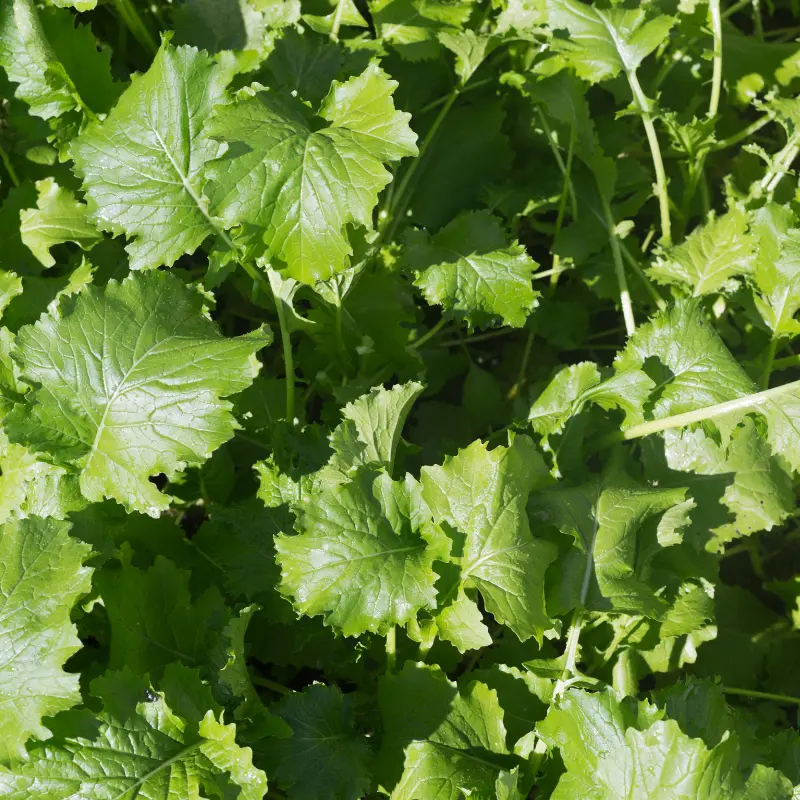 Appin Forage Turnip Seeds (Brassica rapa) Premium grazing turnip with excellent leaf and bulb production. High-sugar forage for fall and winter use with quick regrowth.