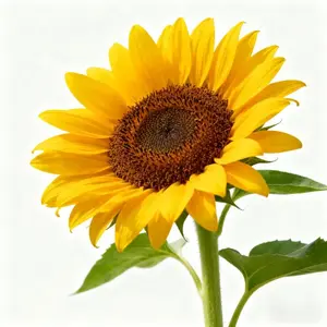 Home Grown Sunflower Seeds - 90 Mixed Color Seeds + 1 Pack Fertilizer | Easy-Grow for Colorful Organic Garden | All Seasons, Full Sun | Great Gardening Gifts