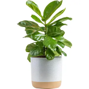 Fiddle Leaf Fig Tree, Ficus Lyrata, Live Indoor Plant in Modern Décor Planter Pot, Air Purifying Live Houseplant, Housewarming Gift, Birthday, Room, Home and Office Decor, 2-3 Feet Tall