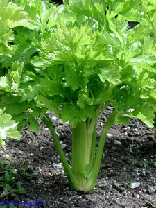 Tall Utah 52-70R Improved Celery Seeds