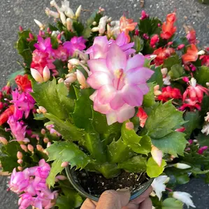 Christmas Cactus - Schlumbergera bridgesii
