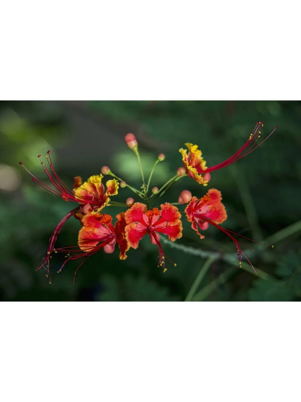 Pride of Barbados Caesalpinia Pulcherrima - Antigua West Indies Poster Print - 18 x 12 in.
