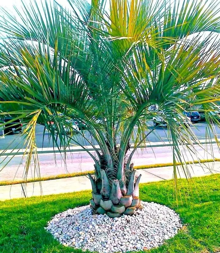 10 Jelly Pindo Palm Tree Seeds (Butia capitata) Tropical Plant