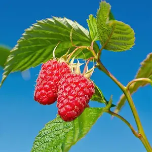 100+ Heirloom European Red Raspberry (rubus Idaeus) Seeds - Hardy, High Yield Garden Seeds Attracting Pollinators, Non-gmo Fruit Seeds for Planting