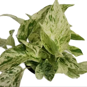4" Pothos Snow Queen Variegated Indoor Houseplant  Decor Decorative Plant