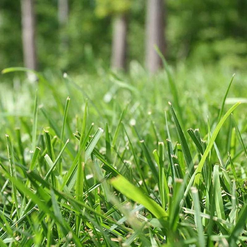 3000+ Pcs Grass Seeds for Thick and Green Lawn Coverage