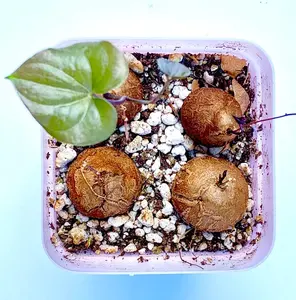 5 Seeds Rare Live Dioscorea Elephantipes / 'Elephant's Foot' Cactus Seeds / Exotic Cactus Seeds / Exotic Succulent Seeds