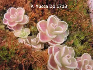 Pinguicula Yucca Do 1713 - Carnivorous Butterwort Plant with Unique Adaptations, 0.5" to 0.75" Diameter, Small Size, All Seasons, Full Sunlight