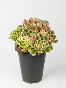 9” Rare Indoor Aeonium new varieties Succulent live Plants Collection For  gift