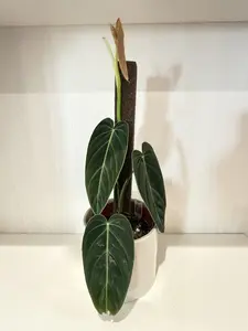 Philodendron Melanochrysum Pole - 6''