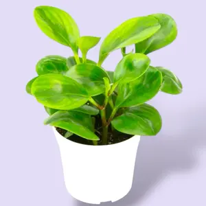 Peperomia Lemon Lime 4” - Pet Safe House Plant
