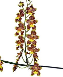 Oncidium panilabre